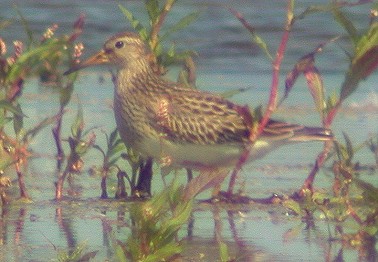 Gestreeptestrandloper190803